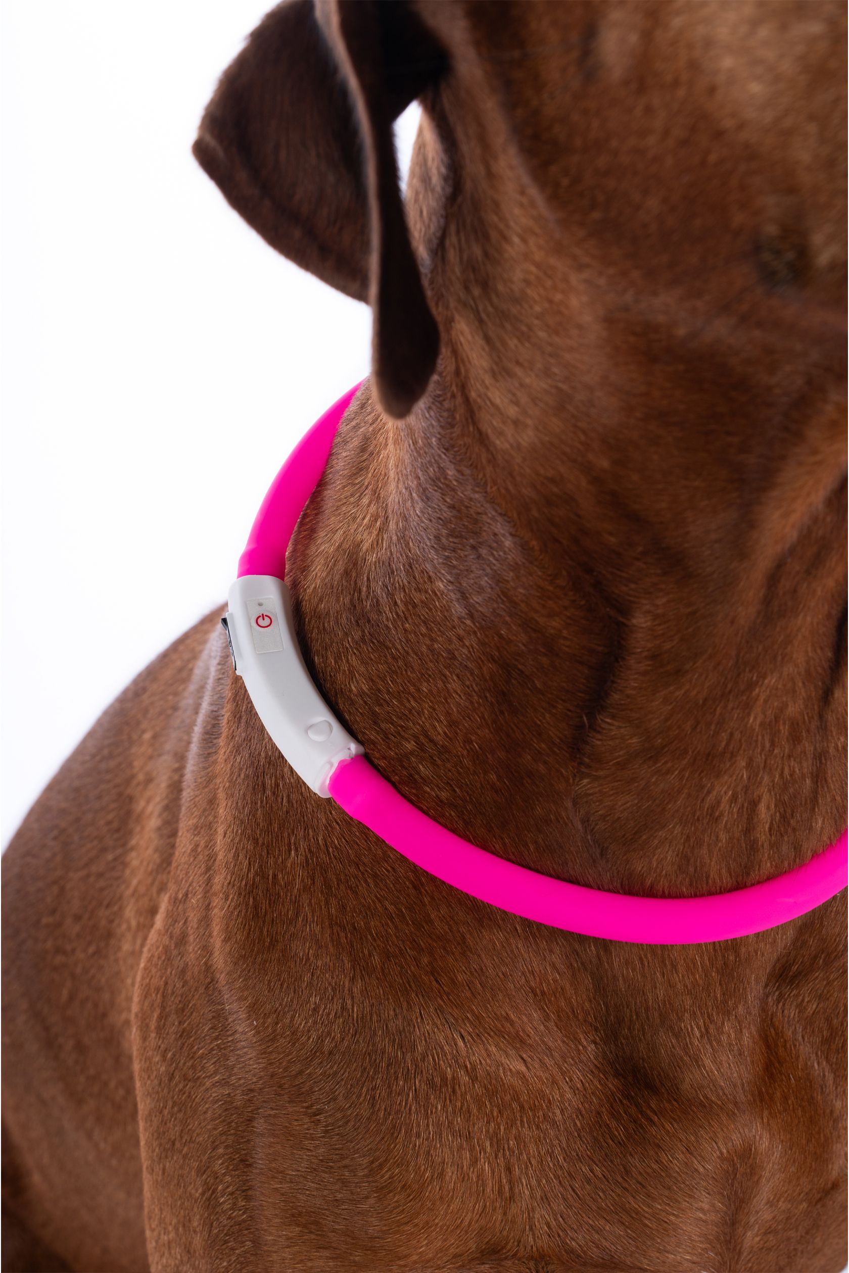 Leuchthalsband für Hunde -LED-