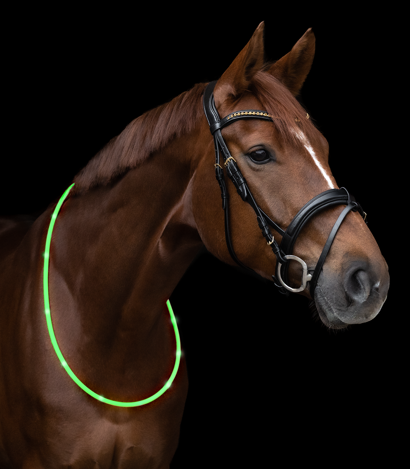  LED-Halsriemen fürs Pferd